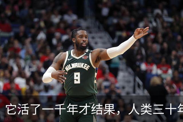 它活了一千年才结果，人类三十年砍光，消失的秘密至今无人能解